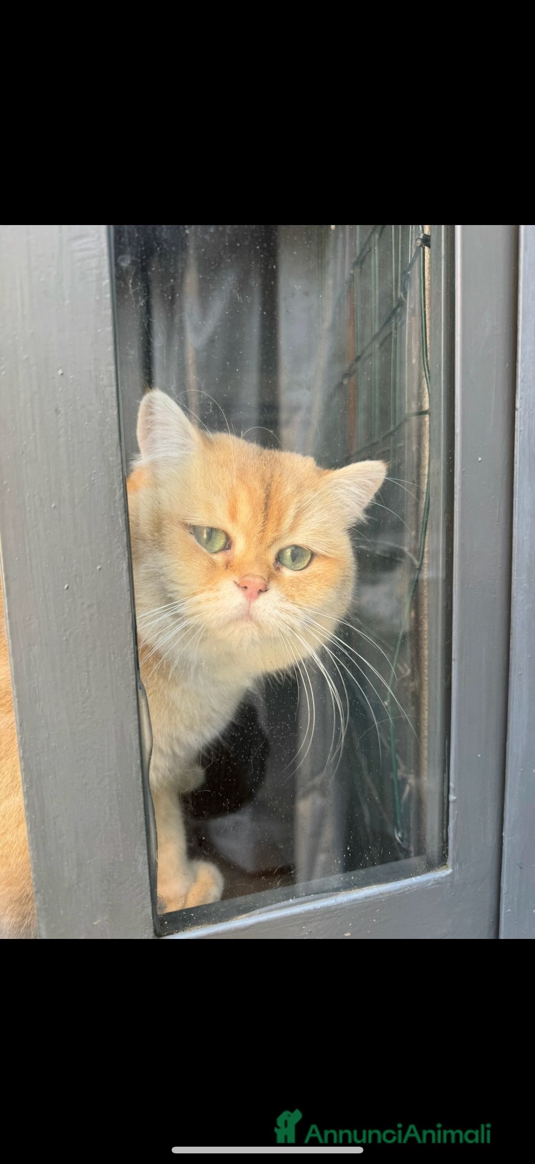 British gatti in vendita: British maschio chocolate Golden  - Annuncio 10