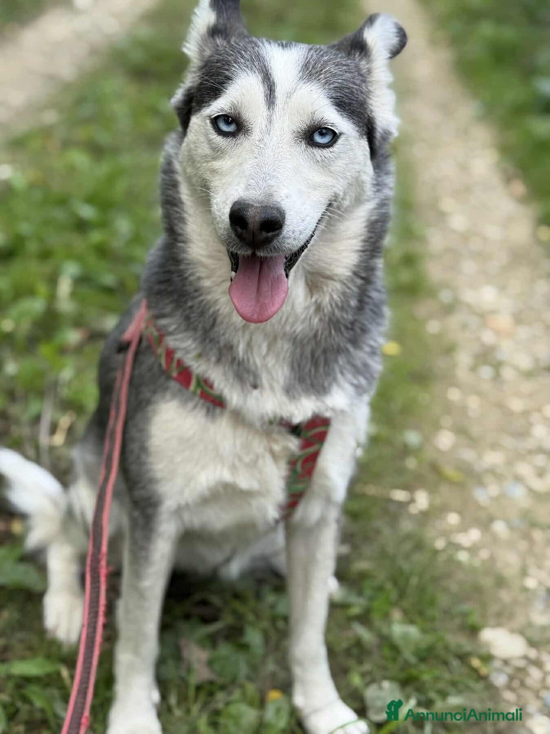 Husky cani in regalo: BLUE, bellissima mix HUSKY impaurita! - Annuncio 3