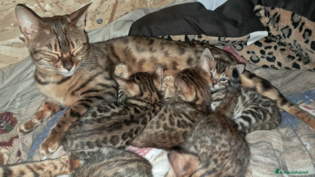 Bengala gatti in vendita: Bengala cuccioli brown a Città Metropolitana di Torino - Annuncio 2