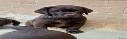 Labrador cani in vendita: cuccioli di labrador retriever - Annuncio 3