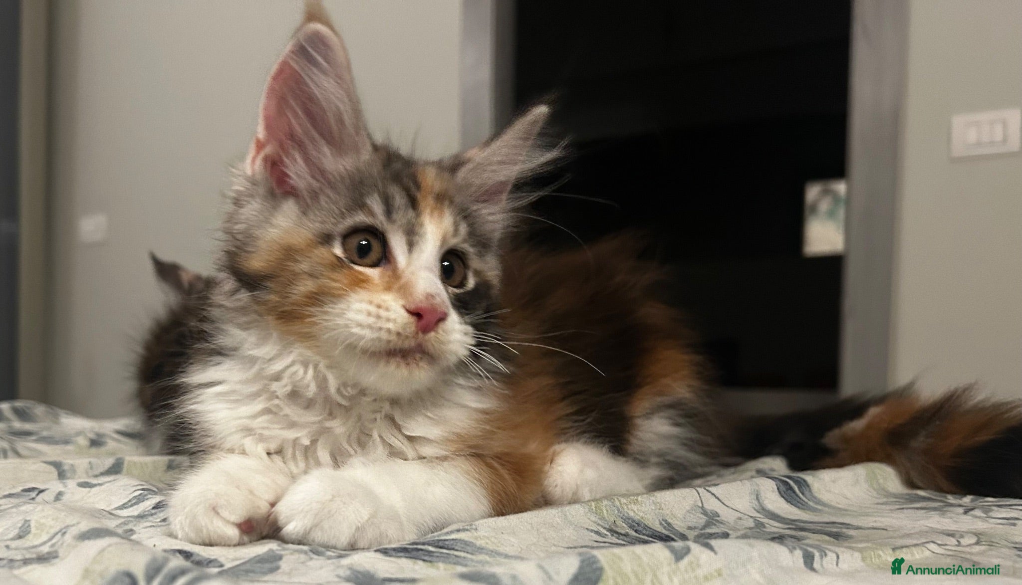 Maine Coon gatti Maine coon con pedigree  - Annuncio 20
