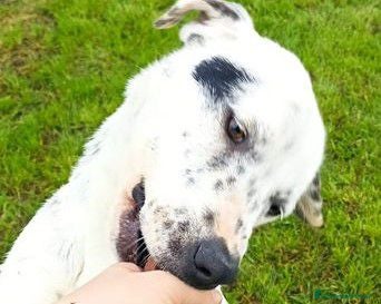 Meticcio cani Gina, meticcio cane femmina a Provincia di Latina - Annuncio 42