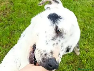 Meticcio cani Gina, meticcio cane femmina a Provincia di Latina - Annuncio 26