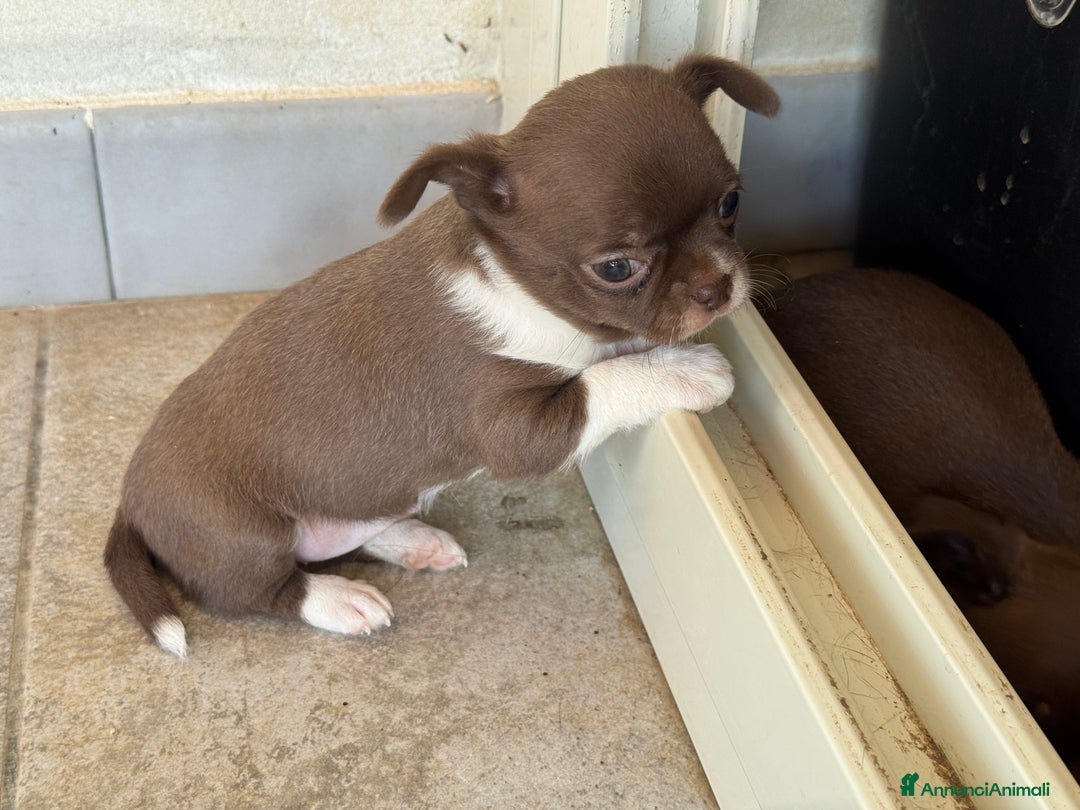 Chihuahua cani in vendita: Cuccioli di chihuahua  a Città metropolitana di Milano - Immagine 21