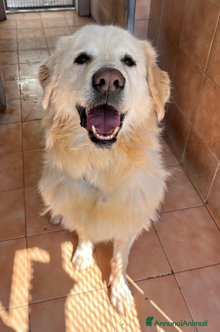 Meticcio cani SALOMONE CERCA CASA - Annuncio 27