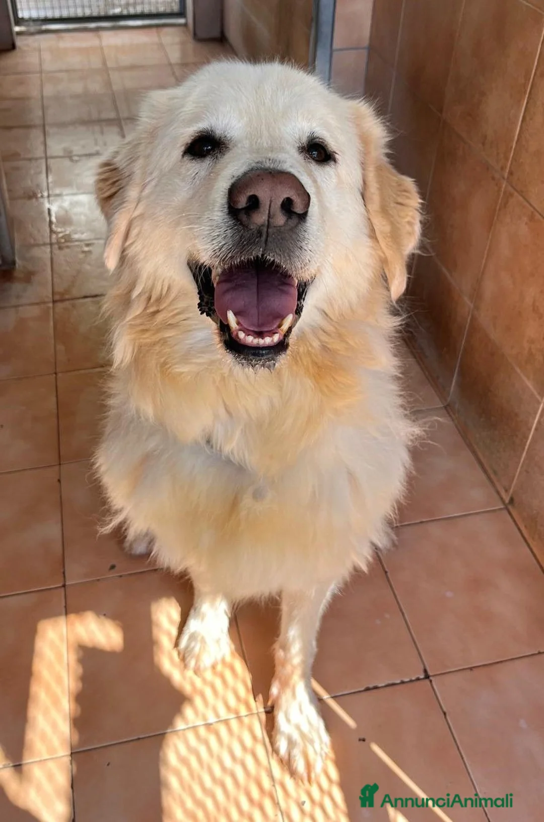 Meticcio cani in regalo: SALOMONE CERCA CASA - Annuncio 1