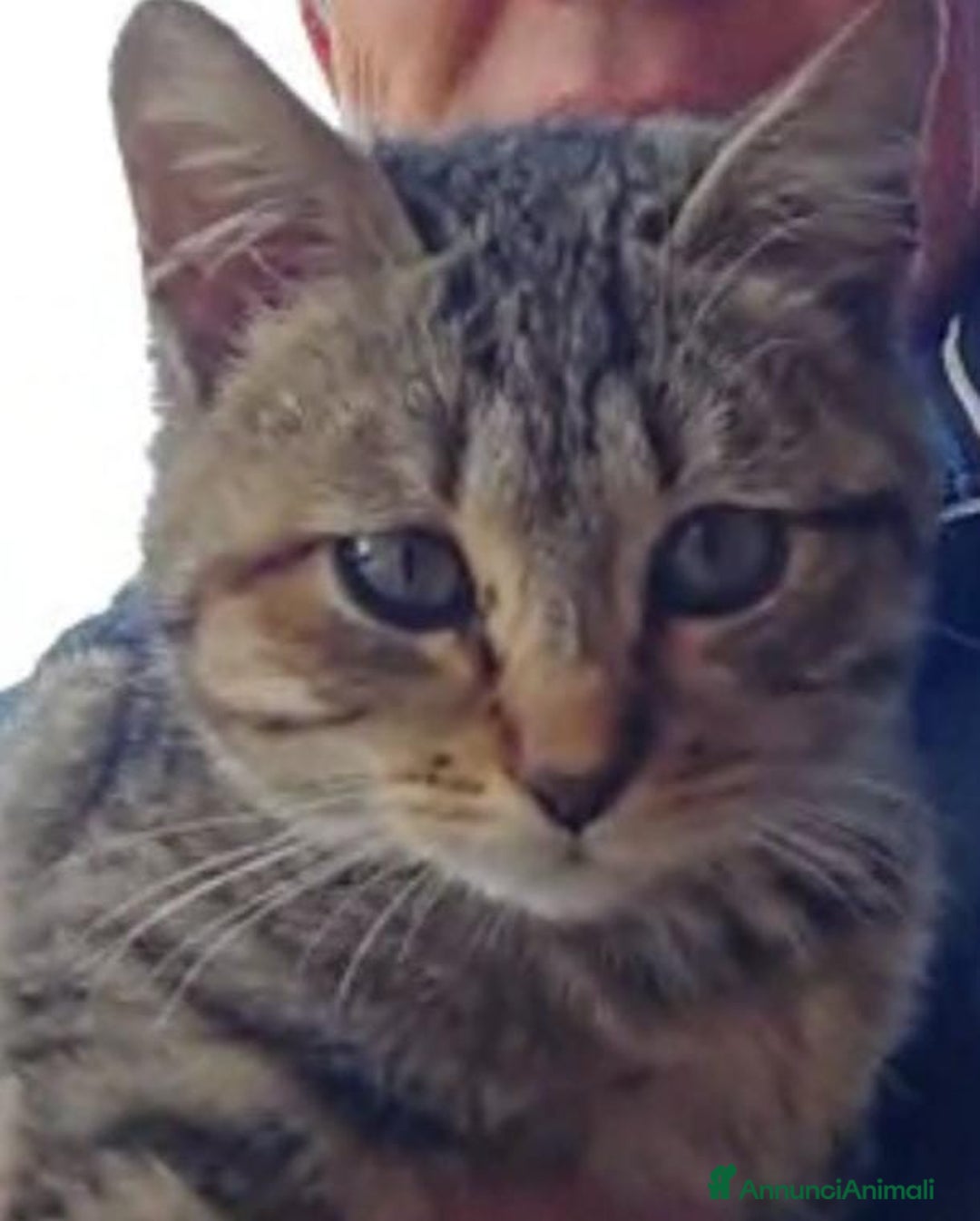 Europeo gatti in regalo: PALLINA, piccola micina di soli 3 mesi - Annuncio 1