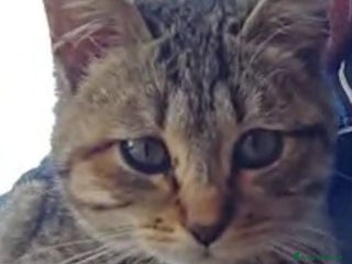 Europeo gatti PALLINA, piccola micina di soli 3 mesi - Annuncio 6