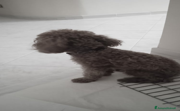 Barboncino Toy cani Vendo Barboncino mini toy - Annuncio 10