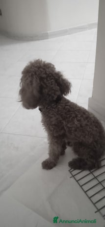 Barboncino Toy cani - Annuncio 8