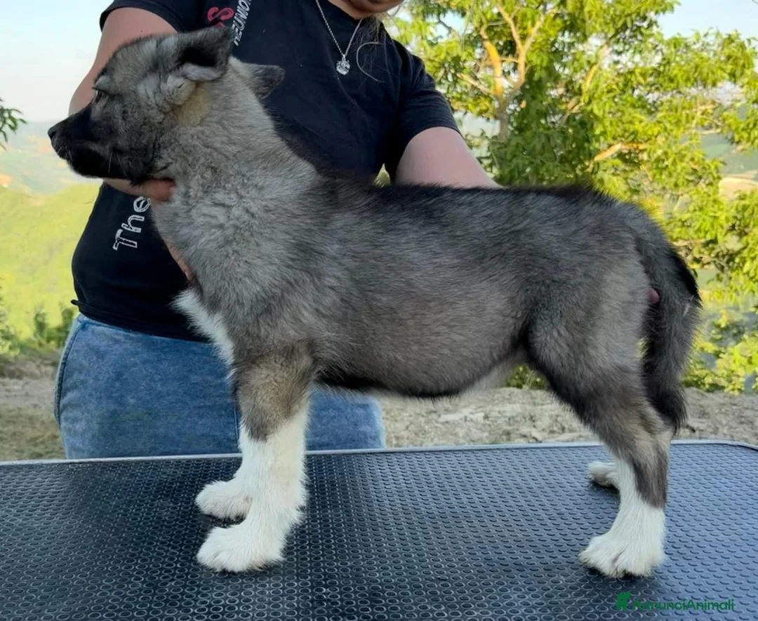 Husky cani in vendita: Siberian husky agouti con pedigree  - Annuncio 2