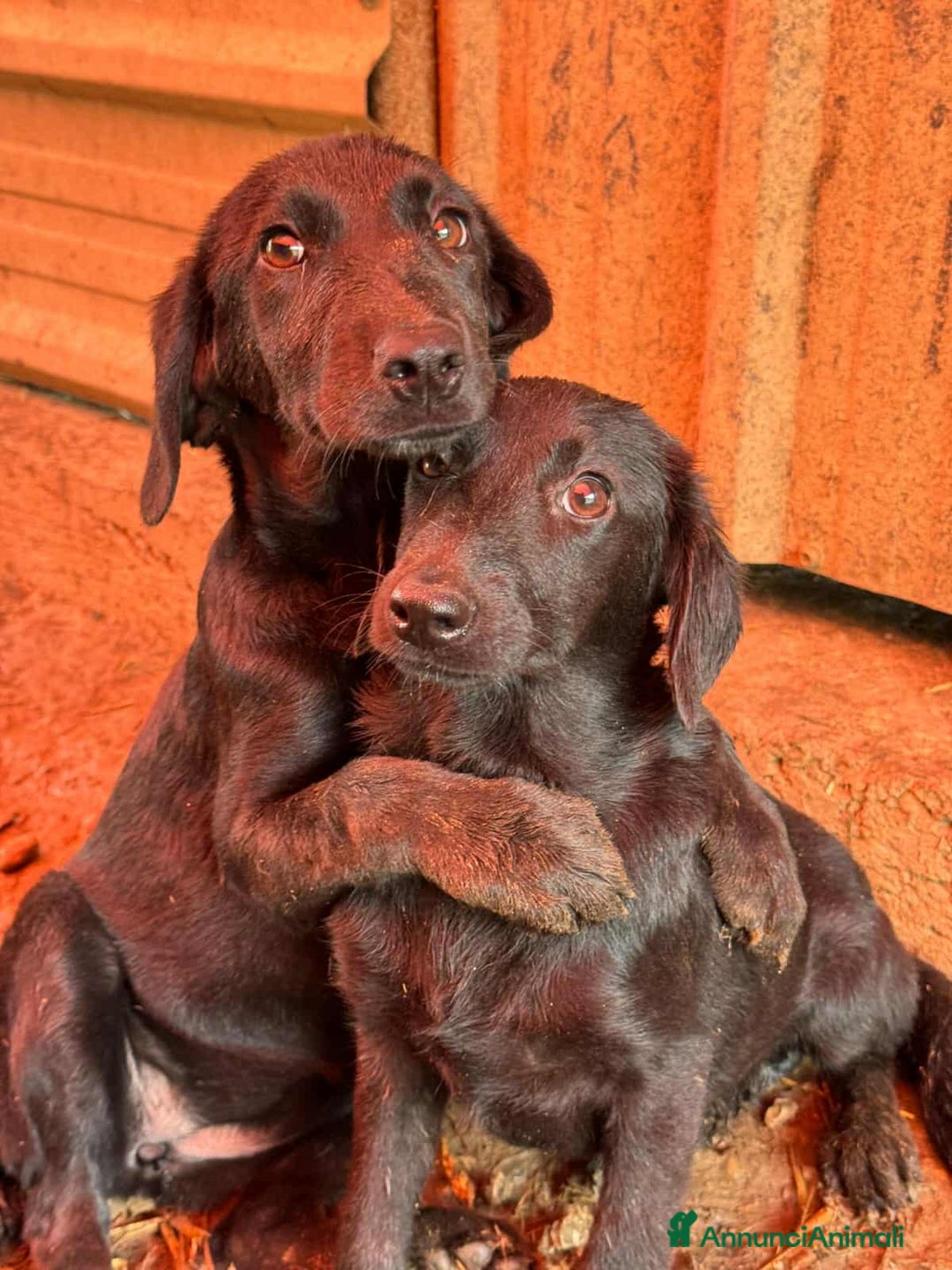 Meticcio cani in regalo: 4 CUCCIOLE tenerissime chiuse in canile! - Annuncio 2