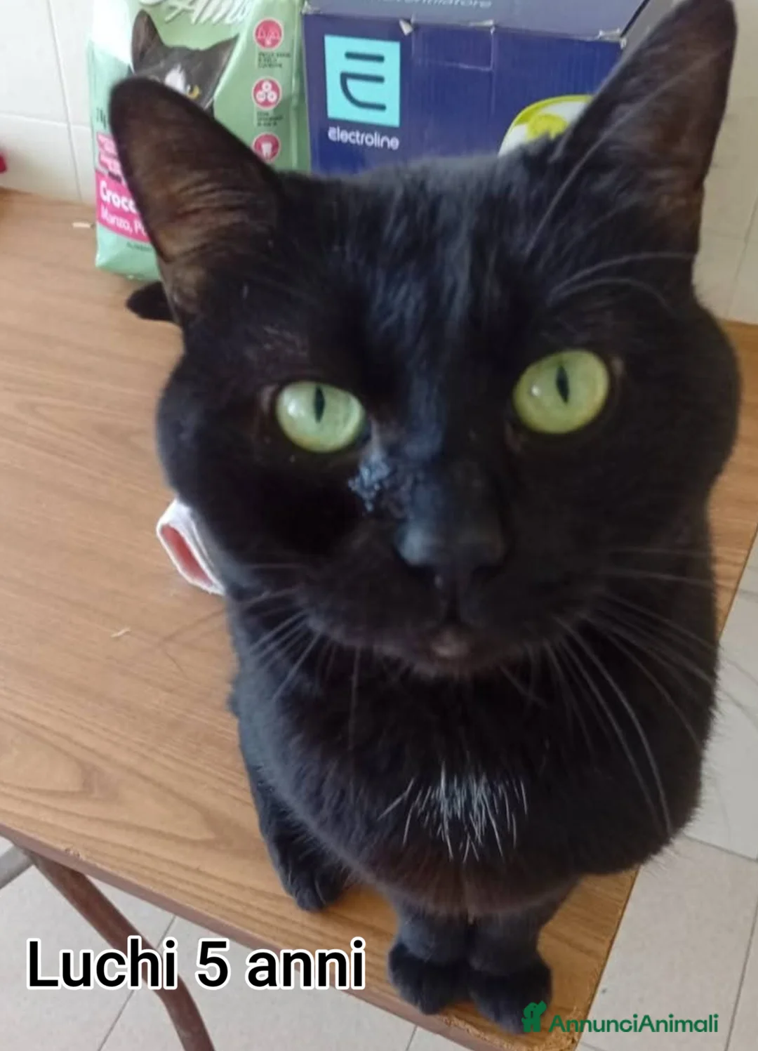 Altre razze gatti in regalo: GATTINI SOLI ED ESCLUSI a Città Metropolitana di Genova - Annuncio 10