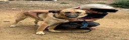 Pastore Tedesco cani in regalo: ANNIE, intelligenza da Pastore, super coccolona! - Annuncio 12