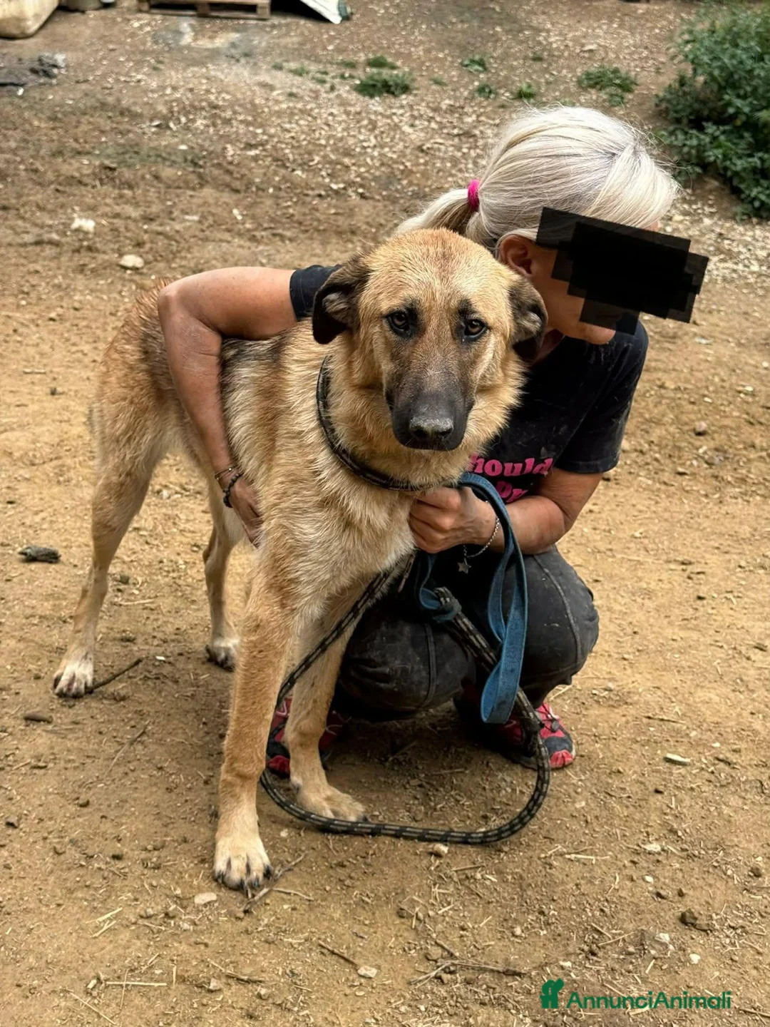Pastore Tedesco cani in regalo: ANNIE, intelligenza da Pastore, super coccolona! - Annuncio 12