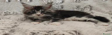 PEPITA