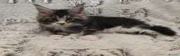Maine Coon gatti in vendita: Cuccioli di Maine coon  - Annuncio 6