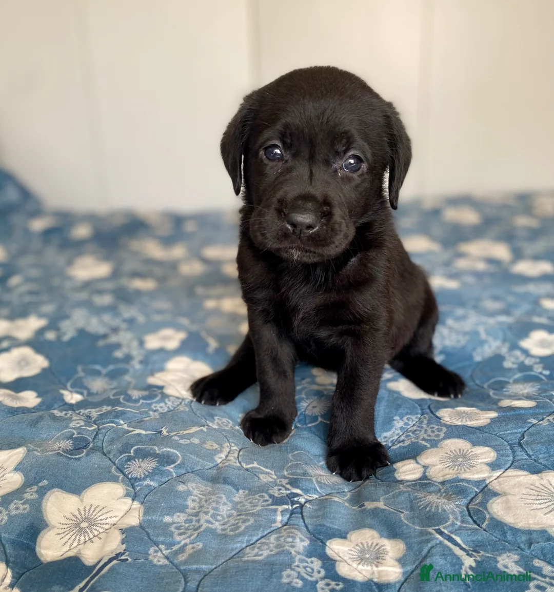 Labrador cani in vendita: Cuccioli Labrador  - Annuncio 6