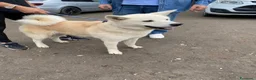 Akita Inu cani in regalo: CERCA CASA SPIGA 🙏☘️😞❤️‍🩹 - Annuncio 2