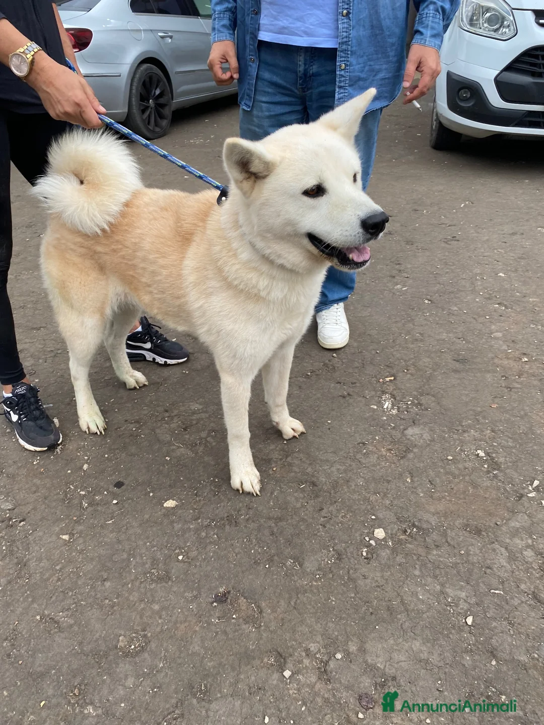 Akita Inu cani in regalo: CERCA CASA SPIGA 🙏☘️😞❤️‍🩹 - Annuncio 2