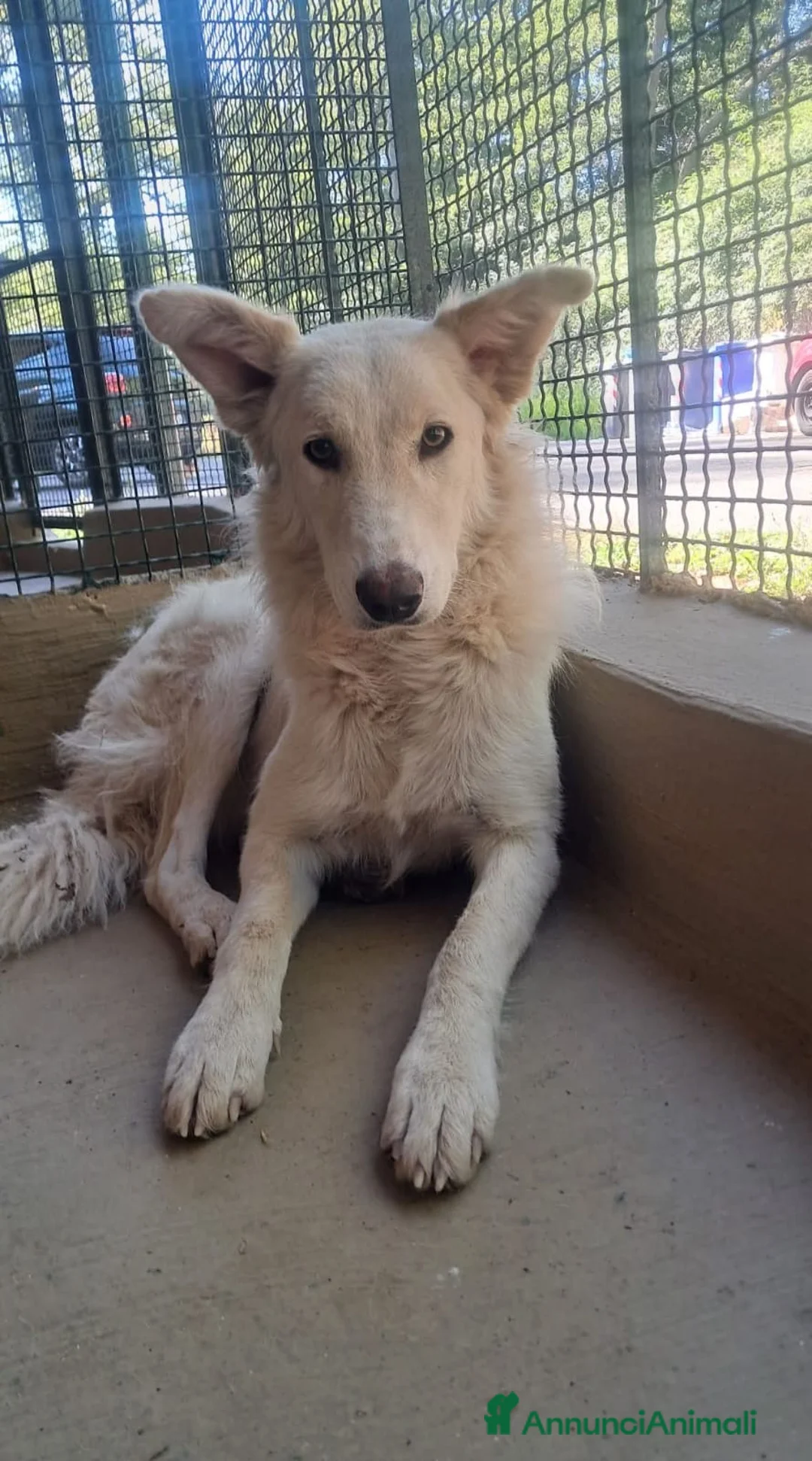 Meticcio cani in regalo: Amerigo dagli occhi dolci a Provincia di Savona - Annuncio 2