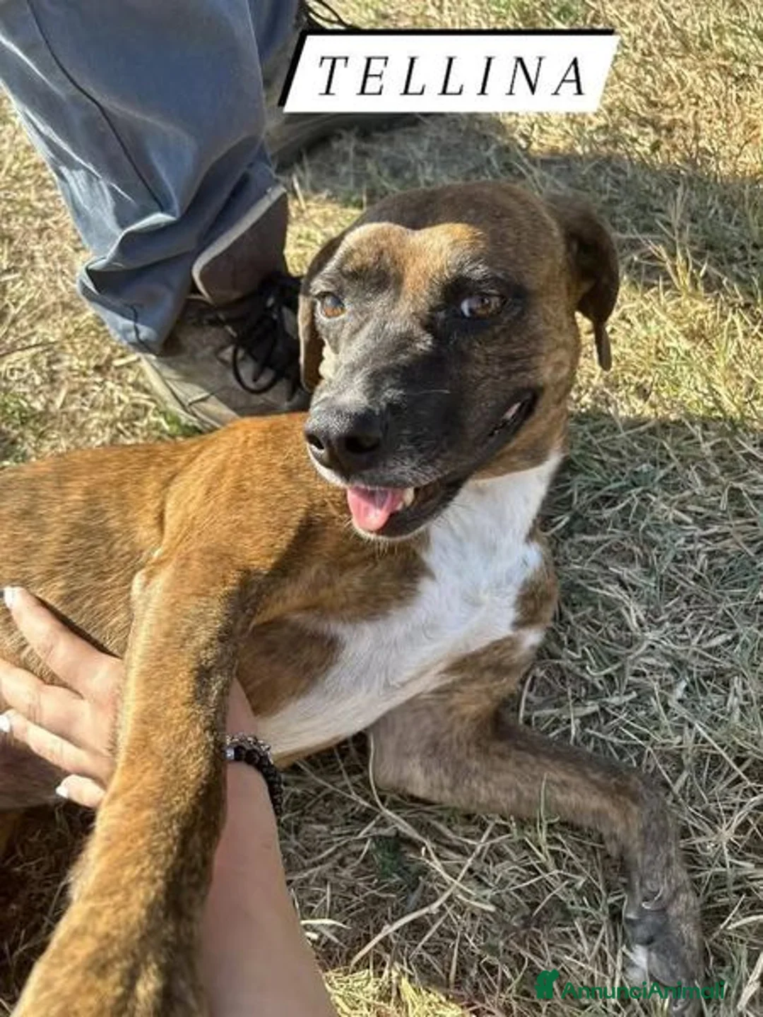 Meticcio cani in regalo: Piccola e dolcissima Tellina - Annuncio 2