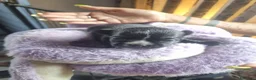 Chihuahua cani in vendita: Cuccioli di chihuahua toy  - Annuncio 9