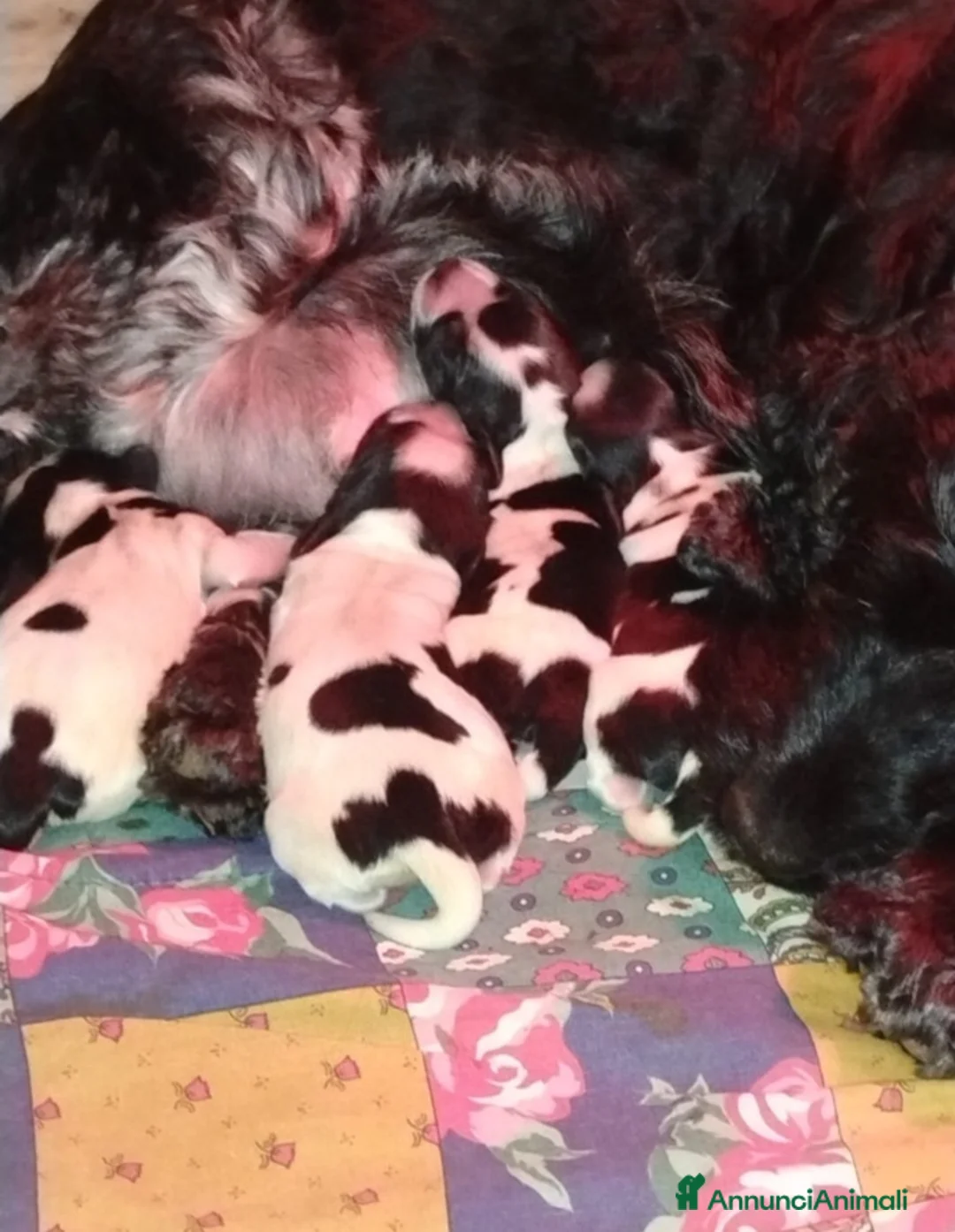 Cocker cani in vendita: Cucciolata Cocker spaniel inglese Blu roani  a Provincia di Mantova - Annuncio 11