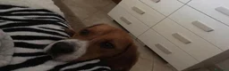 Beagle cani in regalo: Beagle a Provincia di Lecce - Annuncio 2