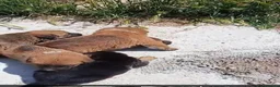 Meticcio cani in regalo: CAGNOLINI E CUCCIOLI - Annuncio 5