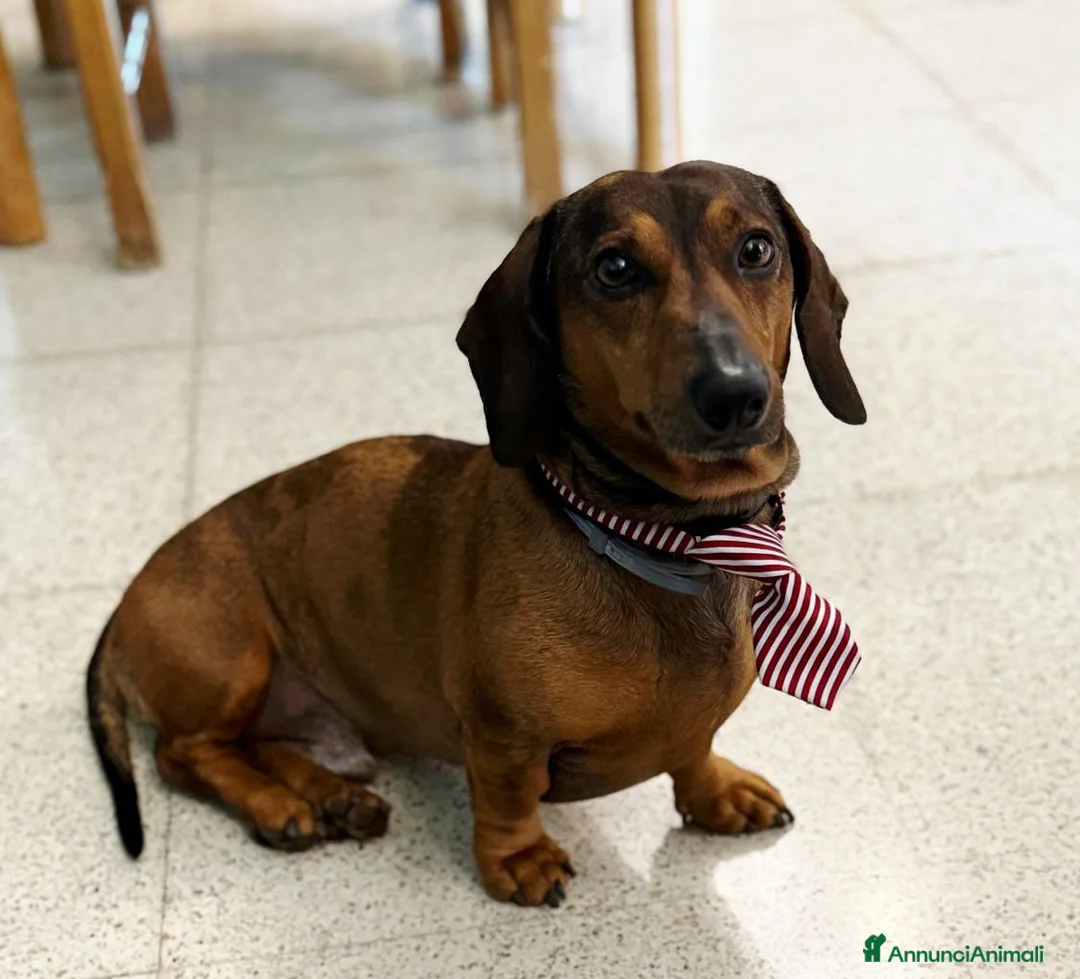 Bassotto cani per accoppiamento: Bassotto arlecchino cerca fidanzata - Annuncio 9