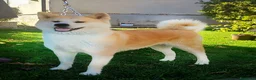 Akita Inu cani in vendita: Cuccioli Akita Inu – disponibili ancora 3 cuccioli - Annuncio 12