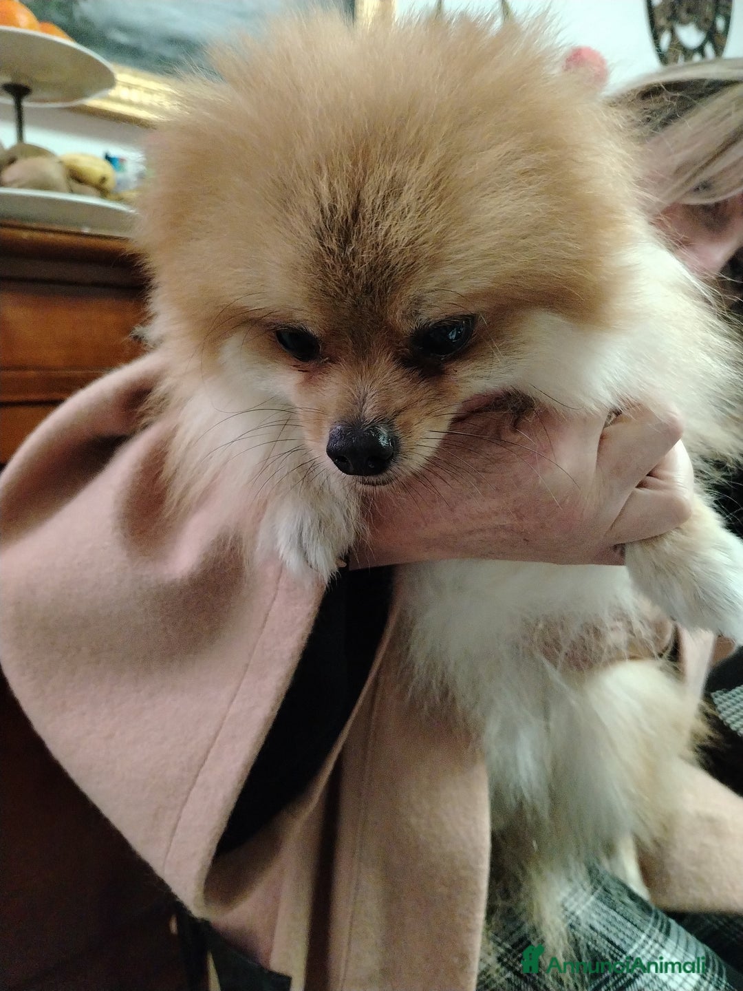 Volpino Pomerania cani in vendita: URGENTE!!! Cedesi per trasferimento - Annuncio 3