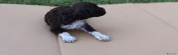 Lagotto cani in vendita: Lagotto Romagnolo con Pedigree - Annuncio 3