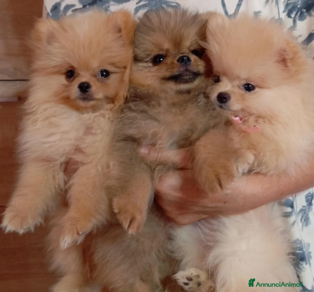 Volpino Pomerania cani in vendita: Volpini della Pomerania con pedigree  a Città metropolitana di Sassari - Annuncio 2