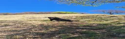 Labrador cani per accoppiamento: Labrador nero ENCI per monta - Annuncio 2