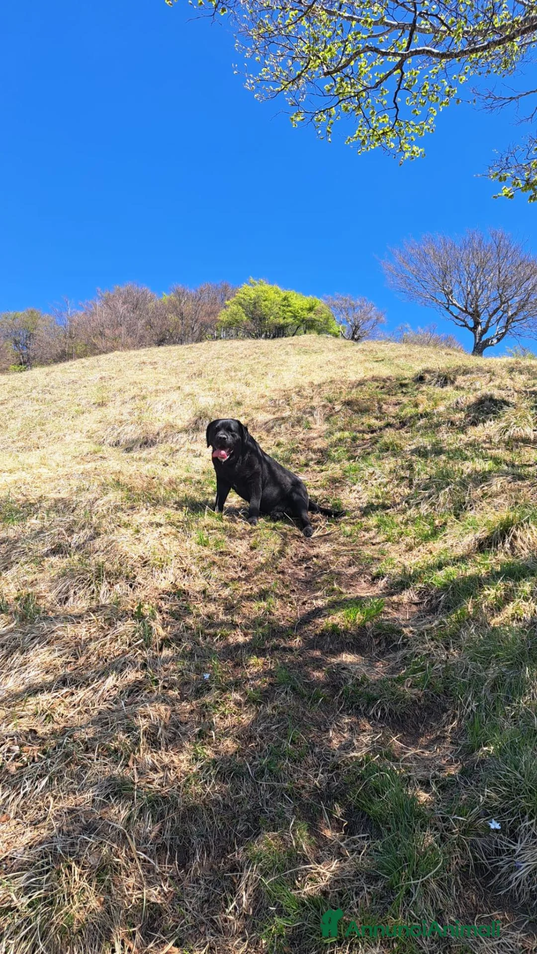 Labrador cani per accoppiamento: Labrador nero ENCI per monta - Annuncio 2