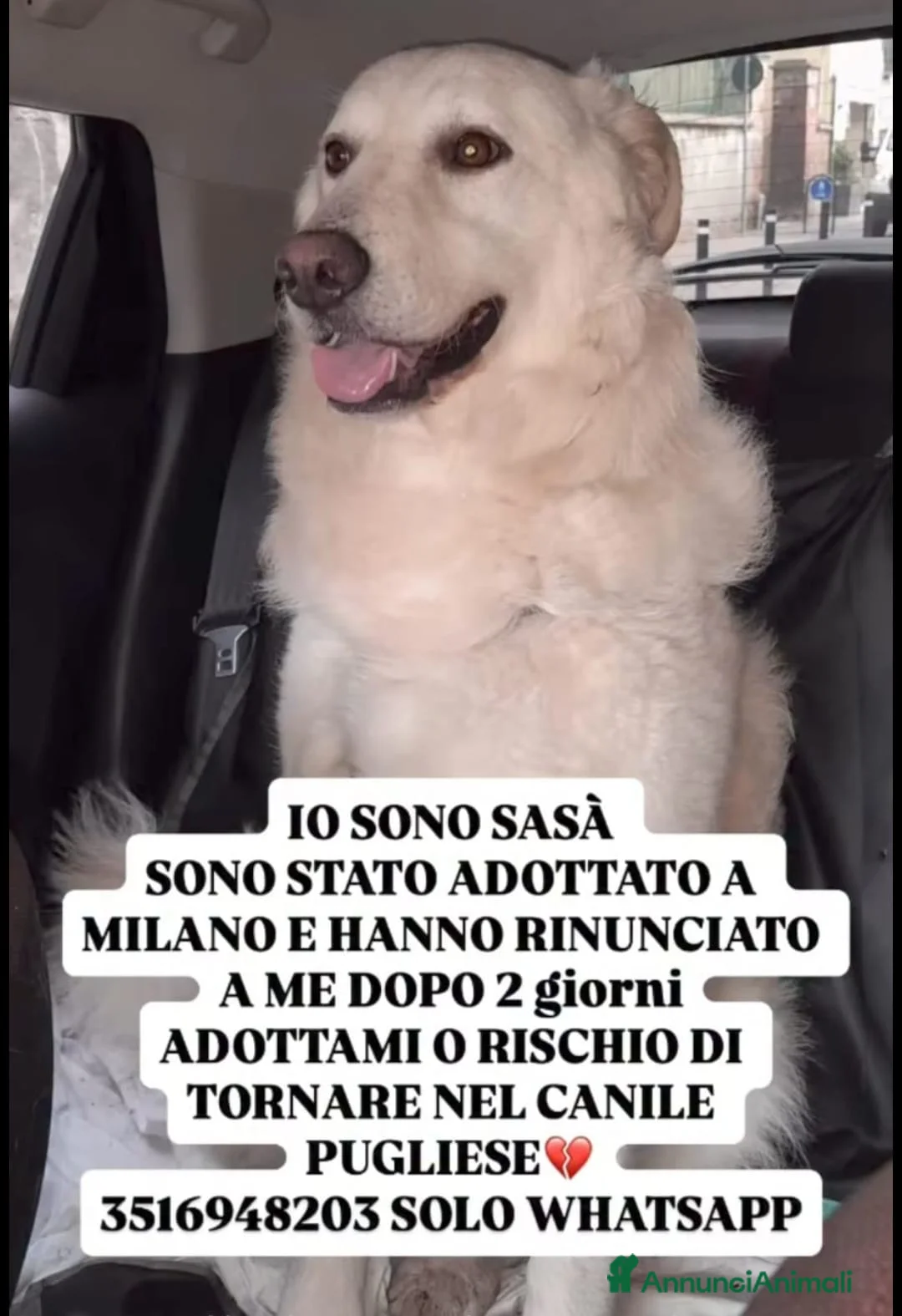 Meticcio cani in regalo: Sasa'4anni kg27 SALITO A MILANO E RIFIUTATOOO! SOS - Annuncio 1