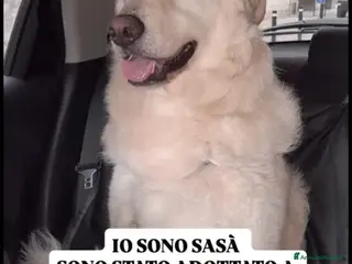 Meticcio cani Sasa'4anni kg27 SALITO A MILANO E RIFIUTATOOO! SOS - Annuncio 1