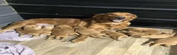 Golden Retriever cani in regalo: Cuccioli di Golden Retriever  - Annuncio 4