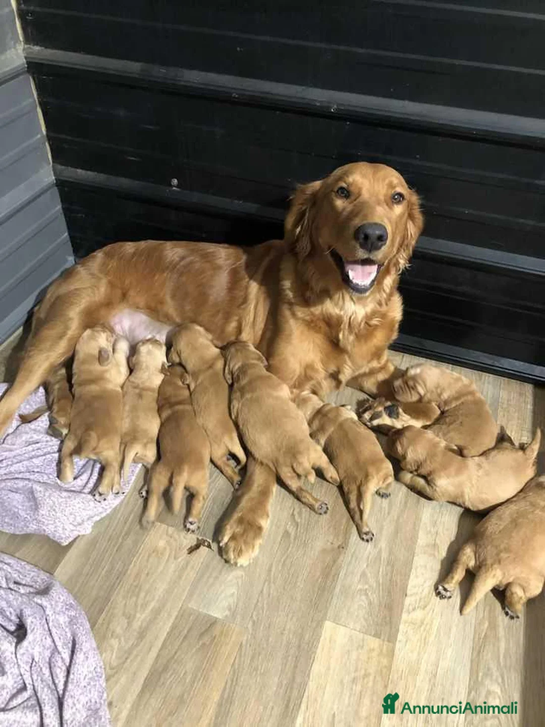 Golden Retriever cani in regalo: Cuccioli di Golden Retriever  - Annuncio 4
