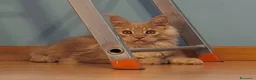 Maine Coon gatti in vendita: torna disponibile maine coon cucciolo  - Annuncio 12