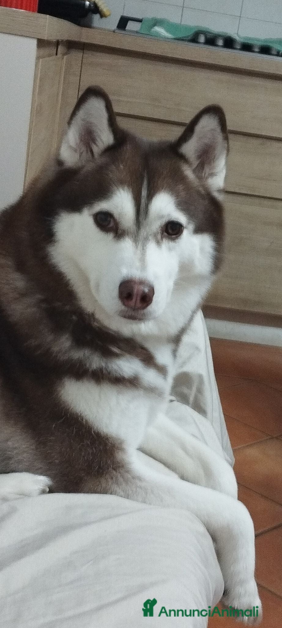 Husky cani Husky  - Annuncio 14
