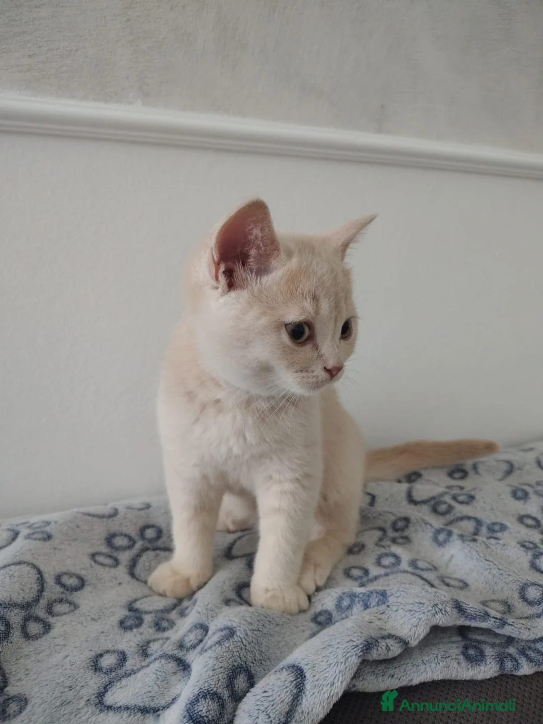 British gatti in vendita: Splendido cucciolo di British Shorthair  - Annuncio 8