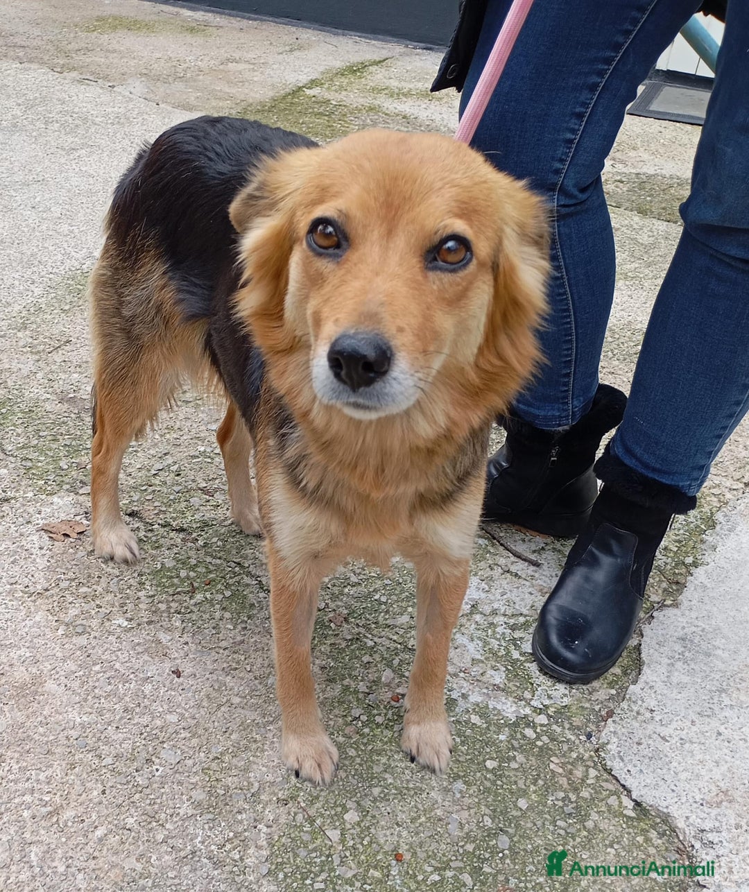 Meticcio cani in regalo: Cagnolina di taglia media piccola  - Annuncio 1