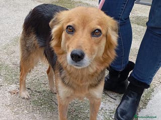 Meticcio cani Cagnolina di taglia media piccola - Annuncio 40