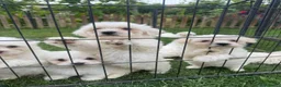 Maltese cani in vendita: Disponibili cani maltesi  - Annuncio 1