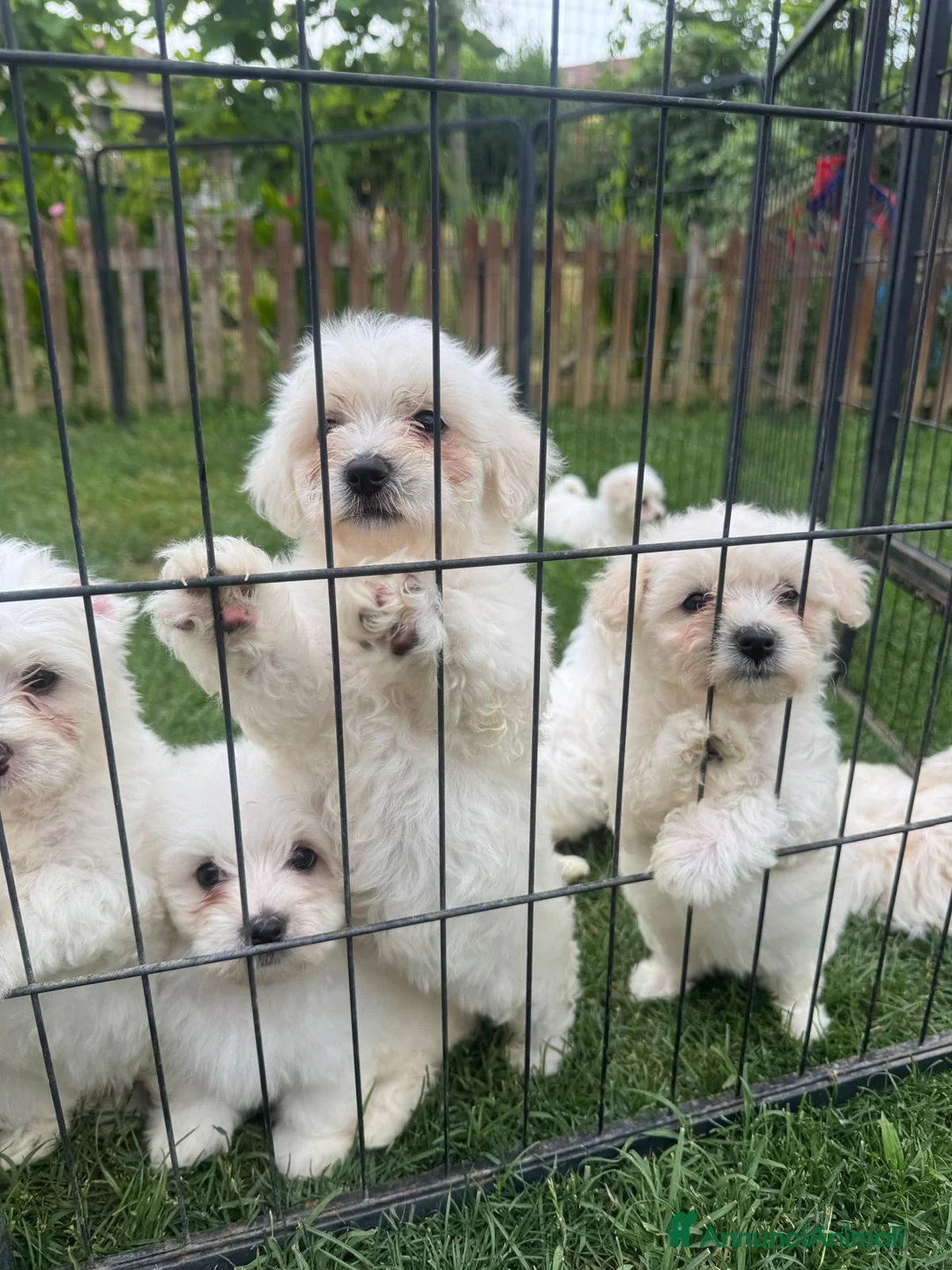 Maltese cani in vendita: Disponibili cani maltesi  - Annuncio 1