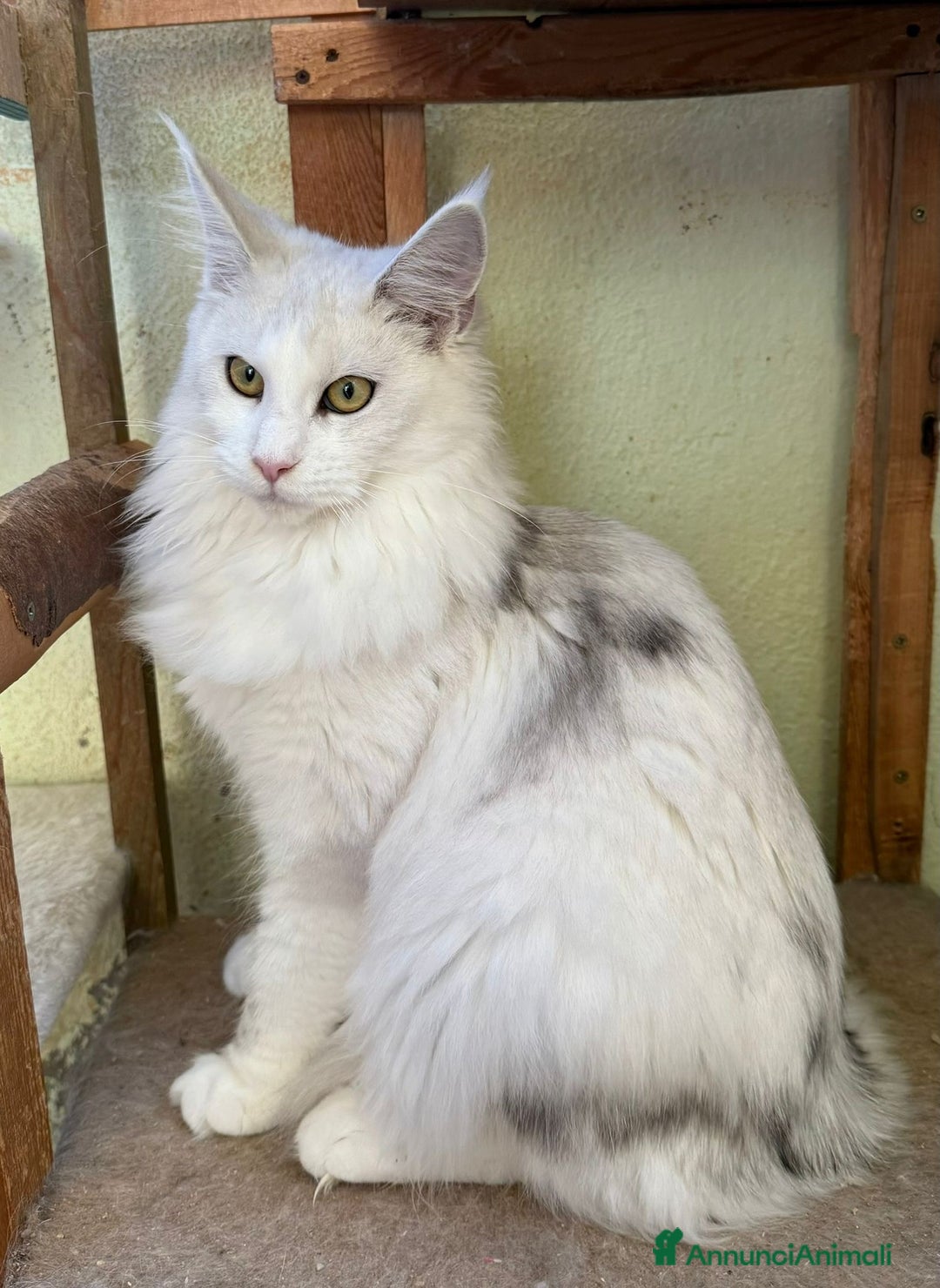 Maine Coon gatti in vendita: Maine Coon adulti - Annuncio 1