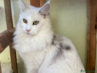 Maine Coon gatti Maine Coon adulti - Annuncio 27